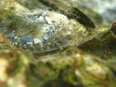 Rhinogobius gigas