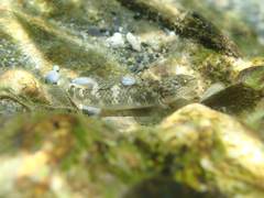 Rhinogobius gigas