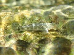 Rhinogobius gigas