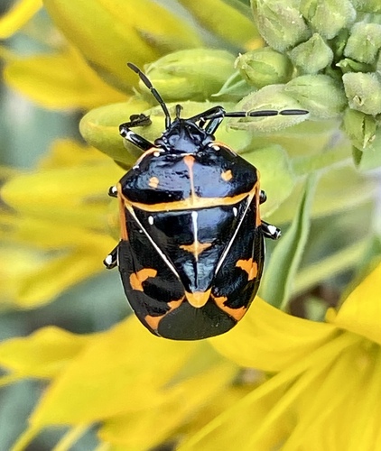 iNaturalist observation photo of Harlequin Bug