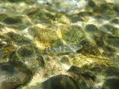 Rhinogobius gigas