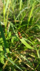 Trogomorpha arrogans
