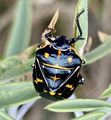 iNaturalist observation photo of Harlequin Bug