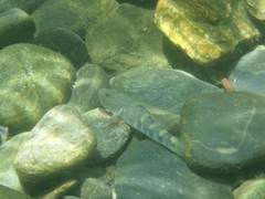 Rhinogobius gigas