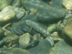 Rhinogobius gigas