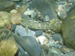 Rhinogobius gigas