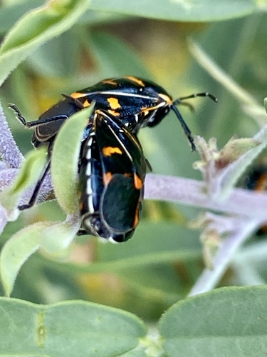 iNaturalist observation photo of Harlequin Bug