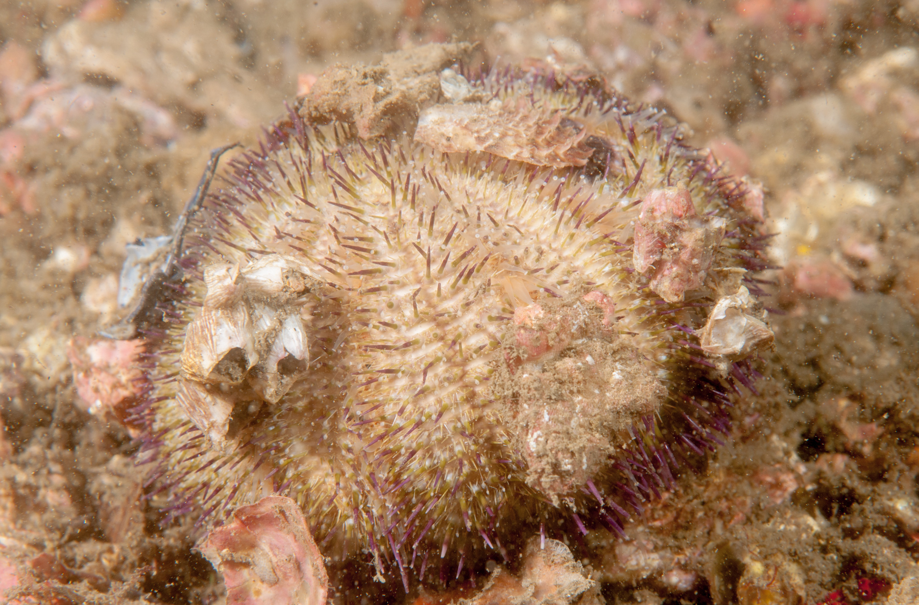 Temnopleurus alexandri