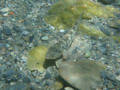 Rhinogobius similis
