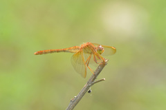 Sympetrum uniforme