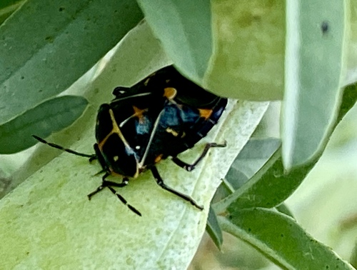 iNaturalist observation photo of Harlequin Bug