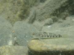 Rhinogobius gigas