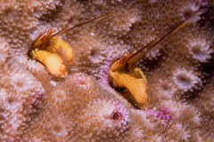 Paguritta corallicola