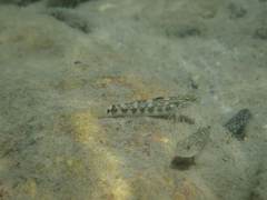 Rhinogobius gigas