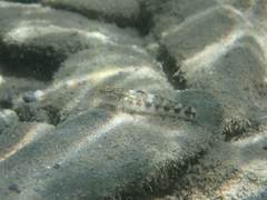 Rhinogobius gigas