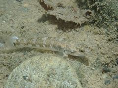Rhinogobius gigas