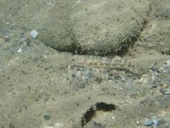 Rhinogobius gigas
