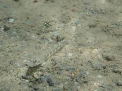 Rhinogobius gigas
