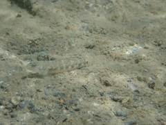 Rhinogobius gigas