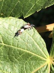 Oxycarenus lavaterae