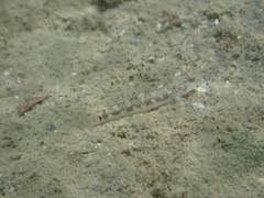 Rhinogobius gigas