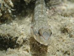 Rhinogobius