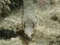 Rhinogobius