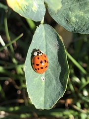 Harmonia axyridis