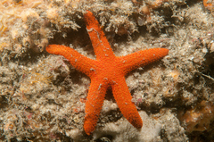 Fromia polypora