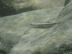 Stiphodon