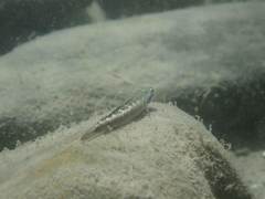 Stiphodon