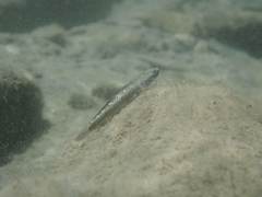 Stiphodon