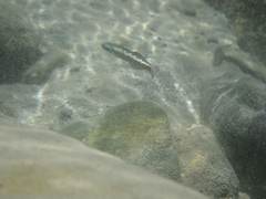 Stiphodon