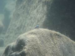 Stiphodon