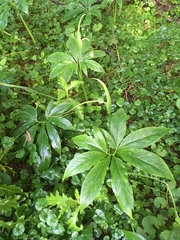 Pinellia pedatisecta