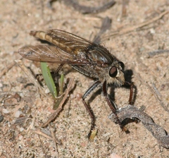 Proctacanthus milbertii