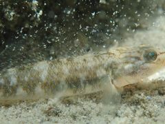Rhinogobius gigas