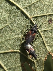 Oxycarenus lavaterae