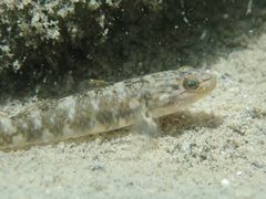 Rhinogobius gigas