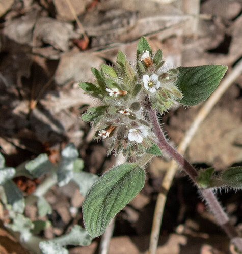 Mt. Diablo phacelia (Phacelia phacelioides)