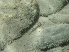 Rhinogobius gigas