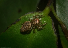 Opisthoncus barbipalpis