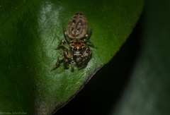 Opisthoncus barbipalpis