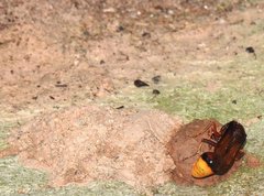 Delta pyriforme pyriforme