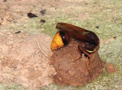 Delta pyriforme pyriforme