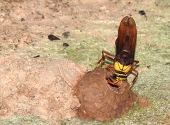 Delta pyriforme pyriforme