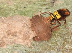 Delta pyriforme pyriforme