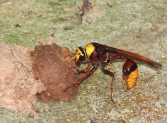 Delta pyriforme pyriforme