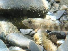 Rhinogobius gigas