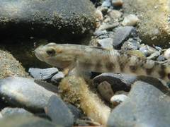 Rhinogobius gigas